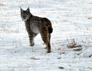 Caucasian lynx filmed in eastern Turkey
