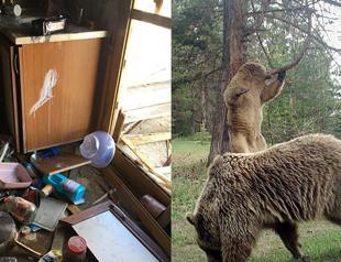 Bears storm village in Black Sea province