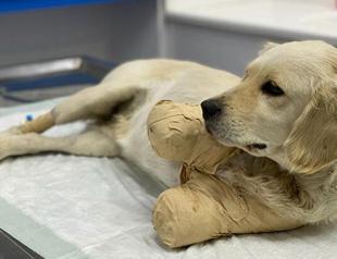 Black magic may be reason behind attack on animals, suggests veterinarian