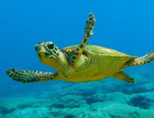 ‘Caretta carettas in danger of hypothermia’