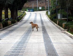 Turkey under nationwide weekend curfew to fight virus