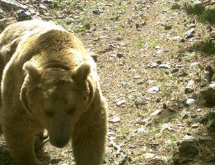 Brown bear traveled 1033 kilometers in 141 days