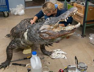 Alligator that survived Berlin WWII bombing on display in Moscow