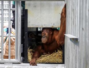 Smuggled orangutans start new life after repatriation to Indonesia
