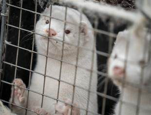 Denmark to dig up millions of mink from mass graves