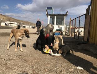 Hairdresser looks after 350 dogs in Konya animal shelter