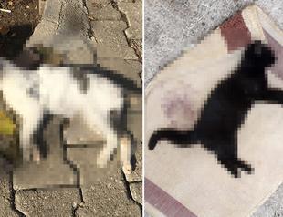 Cats, chickens killed with toxic ham in Antalya