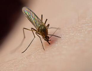 Experts raise alarm over mosquitos in summer if action not taken on time