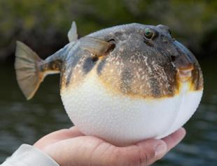 Nearly 28,000 pufferfish caught in 23 days, far below target