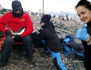 Turkish professor finds 5 types of bacteria in eyes of gentoo penguins