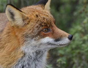 Gelibolu fox has fans on social media