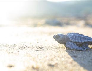 Endangered sea turtles enjoy empty Turkish beaches
