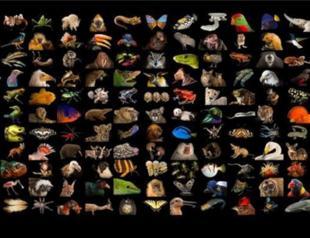 Most-visited Nat Geo exhibition goes virtual