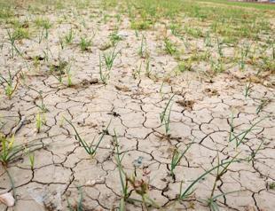 Poor irrigation main cause of water loss, data shows