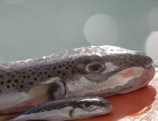 Fear of poisonous fish worries residents in eastern province