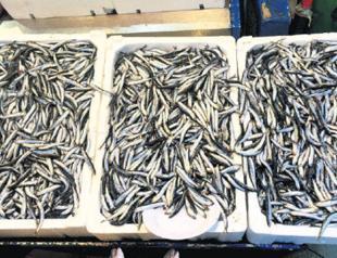Commercial fishing of anchovy banned for 10 days