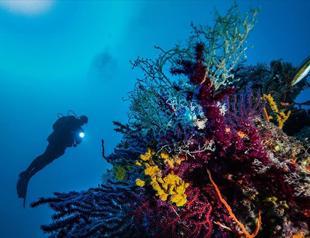 UN-funded project initiated to protect seagrass in Ayvalık Islands