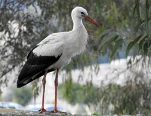 Two storks, surprise guests of Patara