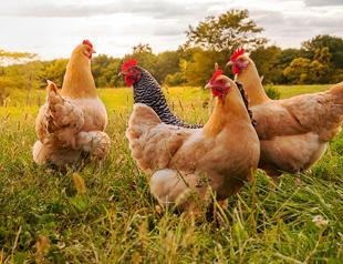 Turkeys poultry output declines in first quarter