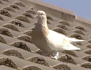 Joe the pigeon ‘highly likely’ a Turkish tumbler bird