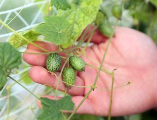 Five-gram ‘baby watermelons’ for sale