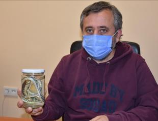 New snake species discovered in southeastern Turkey