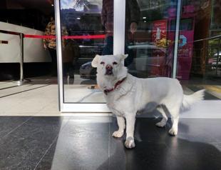 Dog waits for sick owner in front of hospital