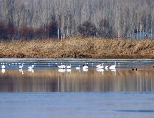 Lake Van basin hosts Siberian whooper swans