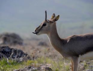 Population of endangered mountain gazelles in Turkey grows