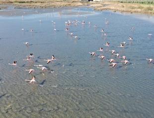 Hersek Lagoon welcomes migratory birds