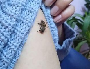 People allowing bees to sting them ‘in protection’ against COVID-19