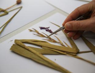 New herbaceous plant species discovered in northwest Turkey