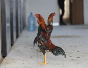 Turkish man fined $14,000 for cockfighting