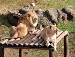 Gaziantep Zoo aiming to draw 5 million visitors