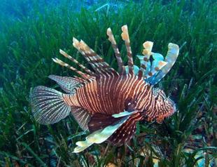 Turkish ministry presents documentary on invasive species