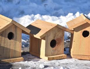 Birds get shelter from biting cold in Turkey’s east
