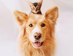 Animal rights law proposal to be presented to parliament in two weeks, says AKP lawmaker