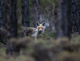 Photographer introduces Turkey’s wildlife