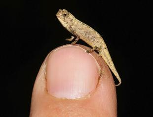 Tiny chameleon contender for title of smallest reptile
