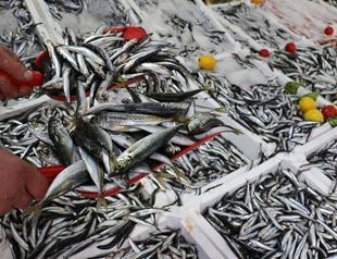 Global warming affecting seasonal marine migration