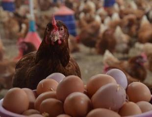 Turkeys poultry production slipped in 2020