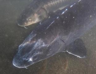 Turkey aims to preserve sturgeon population