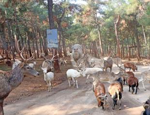 Turkey’s first and only safari park draws visitors