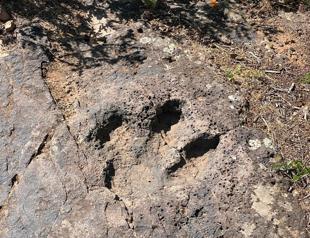 Comet from edge of solar system killed the dinosaurs: Study