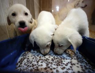 Purebred Turkish shepherd dogs in high demand