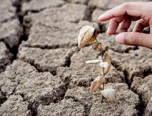 Climate change to affect productivity in Turkish agricultural sector: Expert