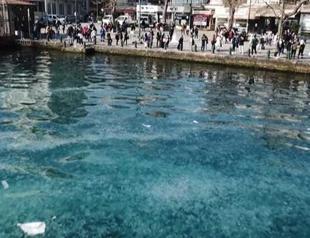 Overfishing leading to jellyfish invasion, threatening Dolphins in Istanbul Strait