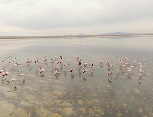 ‘Early birds’ leave Central Anatolia