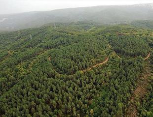 UN recognizes Turkeys success in forestation efforts