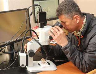 Turkish scientist aims to reintroduce dune crickets to world